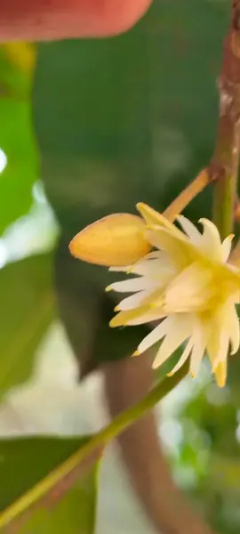 Ağaç dalında açan beyaz tropikal çiçeğe yakın plan. Bulanık yeşil arkaplan ile ağaçta açan narin, beyaz bir tropikal çiçeğin detaylı bir görüntüsü..
