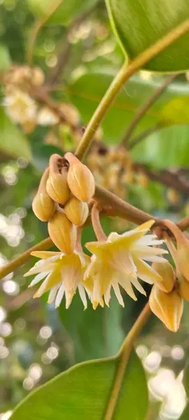 Ağaç dalında açan beyaz tropikal çiçeğe yakın plan. Bulanık yeşil arkaplan ile ağaçta açan narin, beyaz bir tropikal çiçeğin detaylı bir görüntüsü..