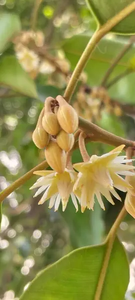 Ağaç dalında açan beyaz tropikal çiçeğe yakın plan. Bulanık yeşil arkaplan ile ağaçta açan narin, beyaz bir tropikal çiçeğin detaylı bir görüntüsü..