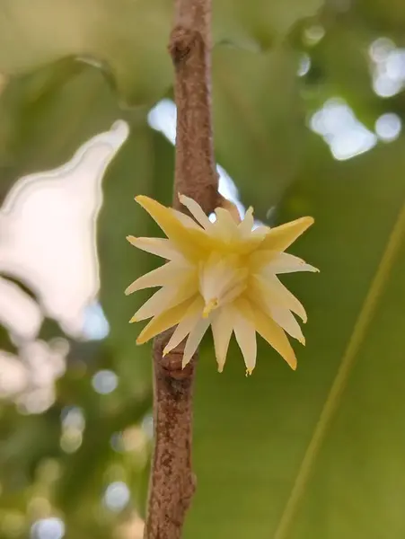 Ağaç dalında açan beyaz tropikal çiçeğe yakın plan. Bulanık yeşil arkaplan ile ağaçta açan narin, beyaz bir tropikal çiçeğin detaylı bir görüntüsü..