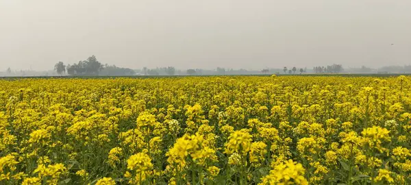 Kırsal alandaki Geniş Hardal Tarlası. Puslu bir gökyüzünün altında kırsal ufuk boyunca uzanan canlı sarı hardal çiçek tarlasının geniş açılı görüntüsü..
