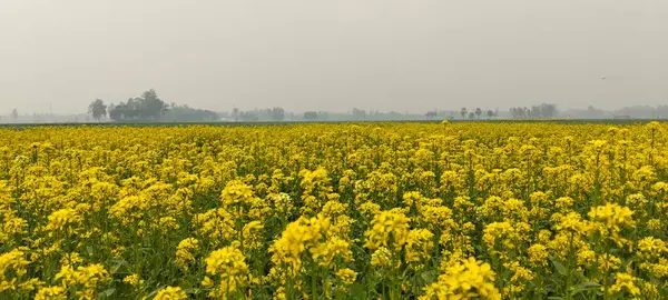 Kırsal alandaki Geniş Hardal Tarlası. Puslu bir gökyüzünün altında kırsal ufuk boyunca uzanan canlı sarı hardal çiçek tarlasının geniş açılı görüntüsü..