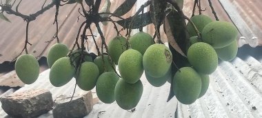 Bangladeş 'in kırsal bir arka bahçesinde ağaçtan sarkan yeşil mangolar. Bangladeş' in kırsal kesimindeki bir ağaçtan sarkan olgunlaşmamış yeşil mangoların yakın görüntüsü.. 
