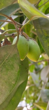 Ağaç dalında asılı zeytin meyvelerinin yakın çekimi.
