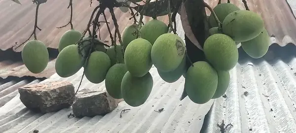 Bangladeş 'in kırsal bir arka bahçesinde ağaçtan sarkan yeşil mangolar. Bangladeş' in kırsal kesimindeki bir ağaçtan sarkan olgunlaşmamış yeşil mangoların yakın görüntüsü.. 
