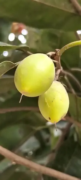 Ağaç dalında asılı zeytin meyvelerinin yakın çekimi