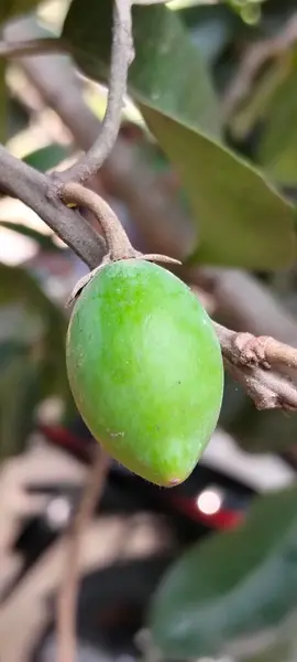 Ağaç dalında asılı zeytin meyvelerinin yakın çekimi
