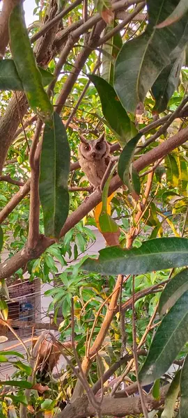 Yoğun Yeşillikte Ağaç Dalına tünemiş Genç Baykuş