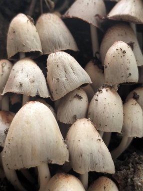Orman zemininde büyüyen Yaban Mantarları Kümesi
