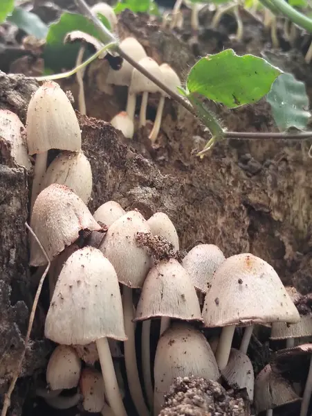 Orman zemininde büyüyen Yaban Mantarları Kümesi