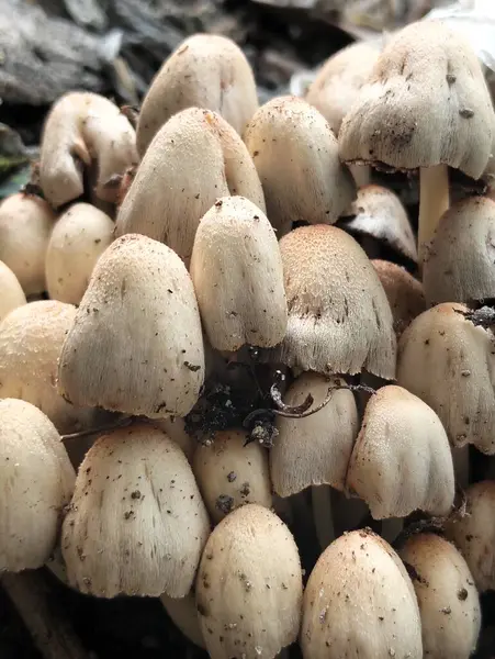 Orman zemininde büyüyen Yaban Mantarları Kümesi