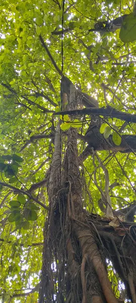 Aşağıdan bir Banyan Ağacı görüntüsü. Bu görüntü, büyük bir banyan ağacının altından yukarı doğru görüntüler..