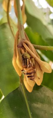 Uçan Sinek Çiçekli Bud 'da Doğal Işıkta Oturuyor