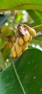 Uçan Sinek Çiçekli Bud 'da Doğal Işıkta Oturuyor