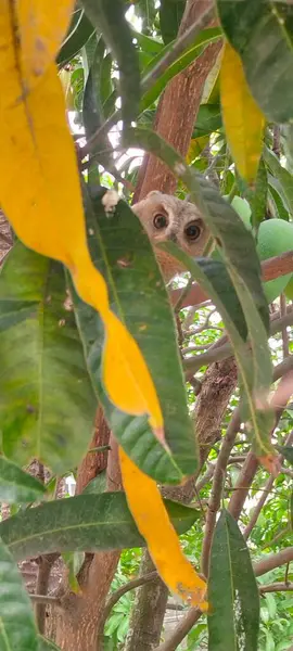 Mango Ağacı Yaprakları 'ndan gizlice bakan gizli baykuş. Yoğun mango ağaçlarının arasından bakan küçük bir baykuşun yakın çekim görüntüsü..