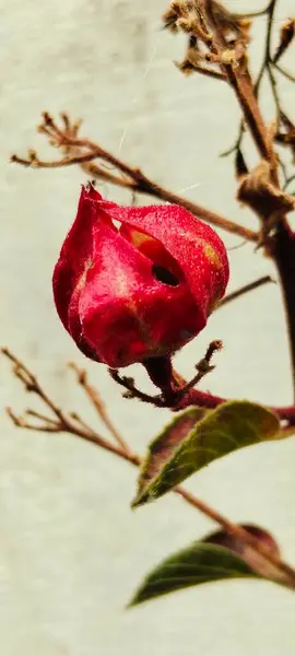 Kurutulmuş kırmızı çiçeğin yakın plan fotoğrafı Yumuşak bir arkaplan karşısında