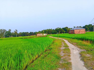 Eski Tuğla Evi Bir çeltik tarlasının ortasında duruyor