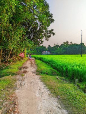 Kırsal bir yolda Paddy Fields 'in yanında yürüyen insanlar