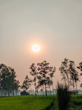 Siluetli Ağaçlarla Bir Köy Tarlasında Gün Batımı