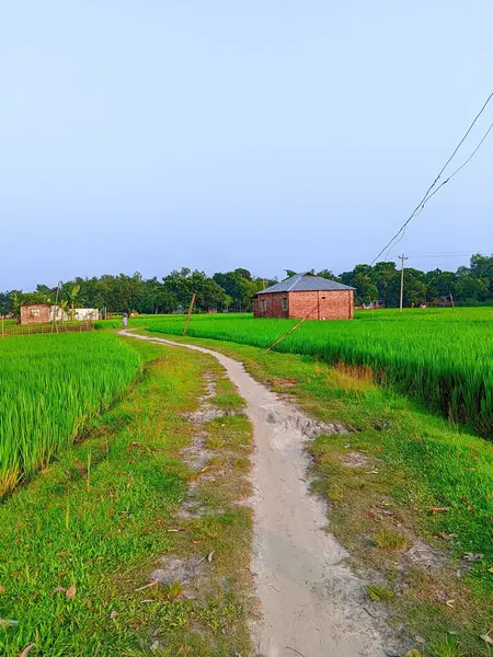 Eski Tuğla Evi Bir çeltik tarlasının ortasında duruyor