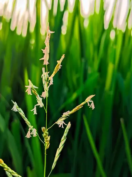 Yeşil Bulanık Yeşil Işık Arkaplanlı Vahşi Çimen Çiçeğinin Yakın Çekimi