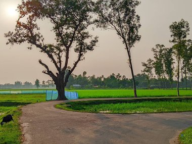 Bereketli Yeşillik 'li Buetisyen Yol