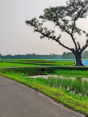 Bereketli Yeşillik 'li Buetisyen Yol