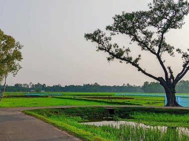 Bereketli Yeşillik 'li Buetisyen Yol