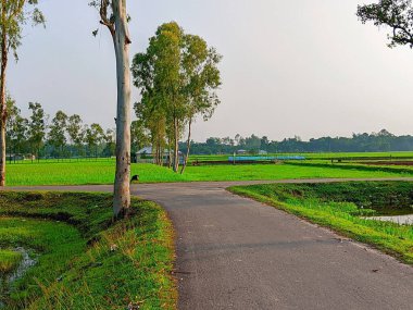 Bereketli Yeşillik 'li Buetisyen Yol