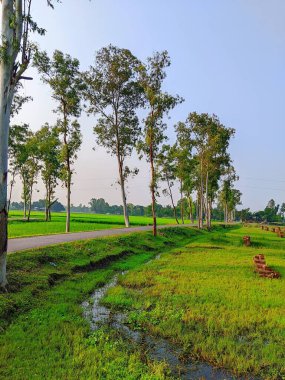 Bereketli Yeşillik 'li Buetisyen Yol