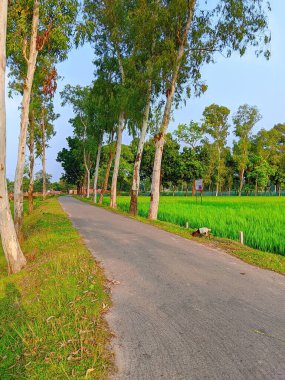 Bereketli Yeşillik 'li Buetisyen Yol