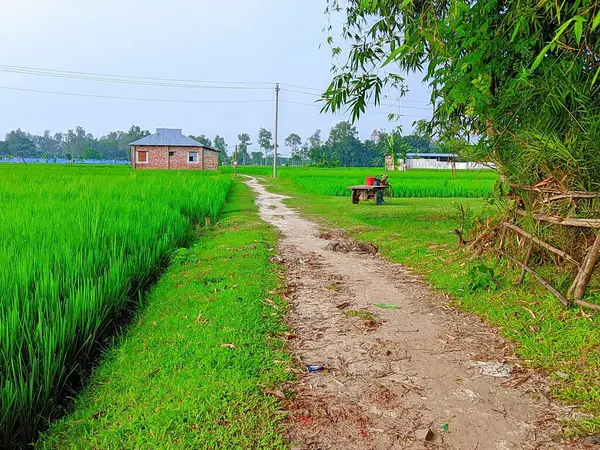 Bereketli Yeşillik 'li Buetisyen Yol