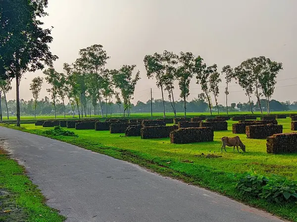 Bereketli Yeşillik 'li Buetisyen Yol