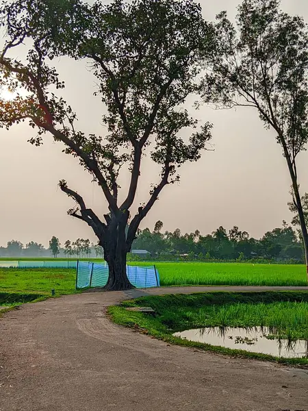 Bereketli Yeşillik 'li Buetisyen Yol