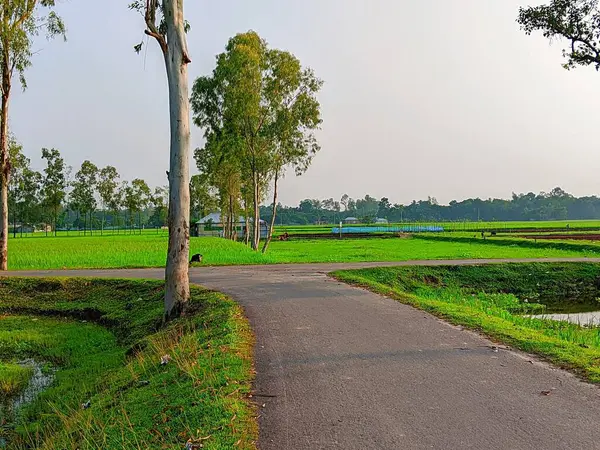 Bereketli Yeşillik 'li Buetisyen Yol