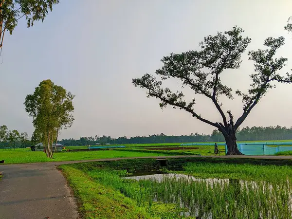 Bereketli Yeşillik 'li Buetisyen Yol