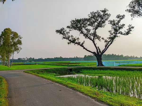 Bereketli Yeşillik 'li Buetisyen Yol