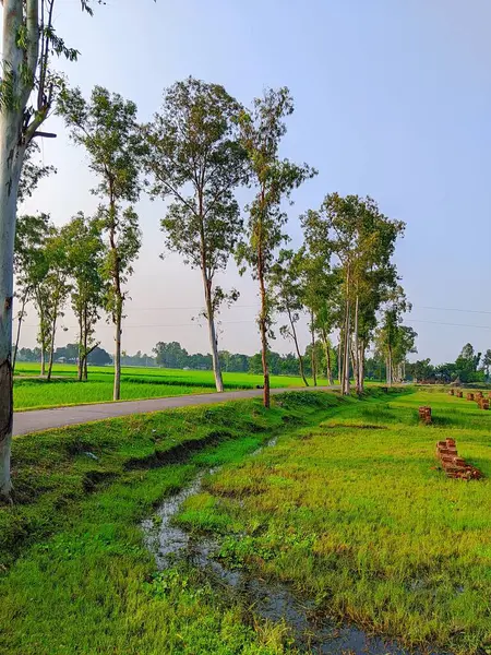 Bereketli Yeşillik 'li Buetisyen Yol