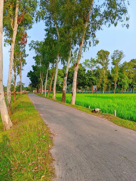 Bereketli Yeşillik 'li Buetisyen Yol