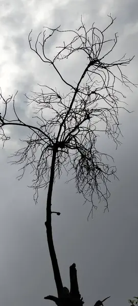 Gökyüzüne karşı solmuş bir ağacın silueti
