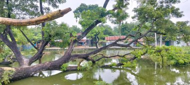 Köyün karşısındaki Ağacın Doğal Manzarası.