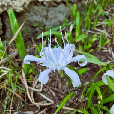 Pancratium zeylanicum, yaygın olarak Cava zambağı olarak bilinir.