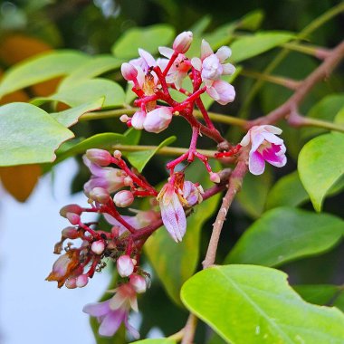 Yıldız meyvesi çiçekleri açıyor.