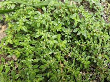 Taze yeşil çimenler, gruplar halinde büyüyen çimenler, yerde bol bol yetişen çimenler, bir grup çim.