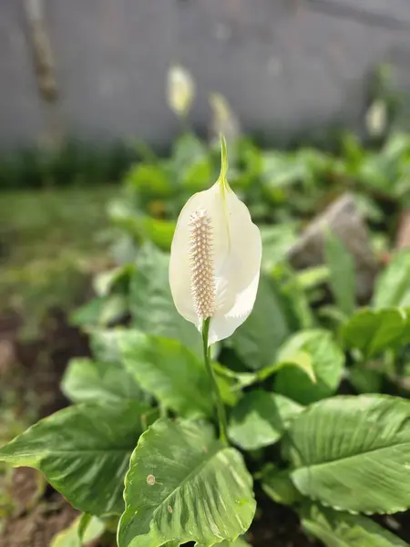Beyaz Spatthiphyllum kochii ya da Peace Lily bitkisi çok güzeldir. Benzen ve Trikloretilen 'i yok etmedeki olağanüstü yeteneğiyle ünlüdür.