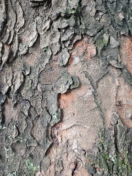 Ağaç gövdesinin dış kabuğunun dokusu, eski ağaç kabuğunun dokusu çatlamış, eski bir ağaç gövdesinin dokusu.