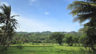 Arkasında dağlar ve mavi gökyüzü olan pirinç tarlaları. Açık mavi gökyüzüne karşı yeşil pirinç tarlalarının güzel manzarası