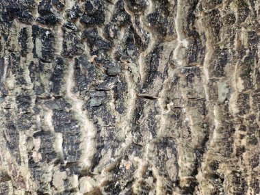 Ağaç gövdesinin dış kabuğunun dokusu, eski ağaç kabuğunun dokusu çatlamış.