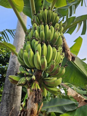 Bir demet yeşil taze muz, ağaçta sallanan muzlar