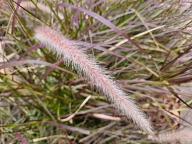 Close-up photo of a branch of a fountain grass plant clipart